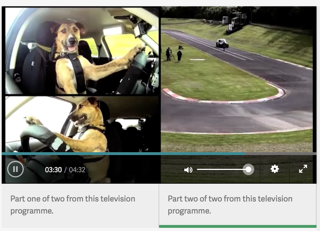Screenshot from video of dog driving a car.  
