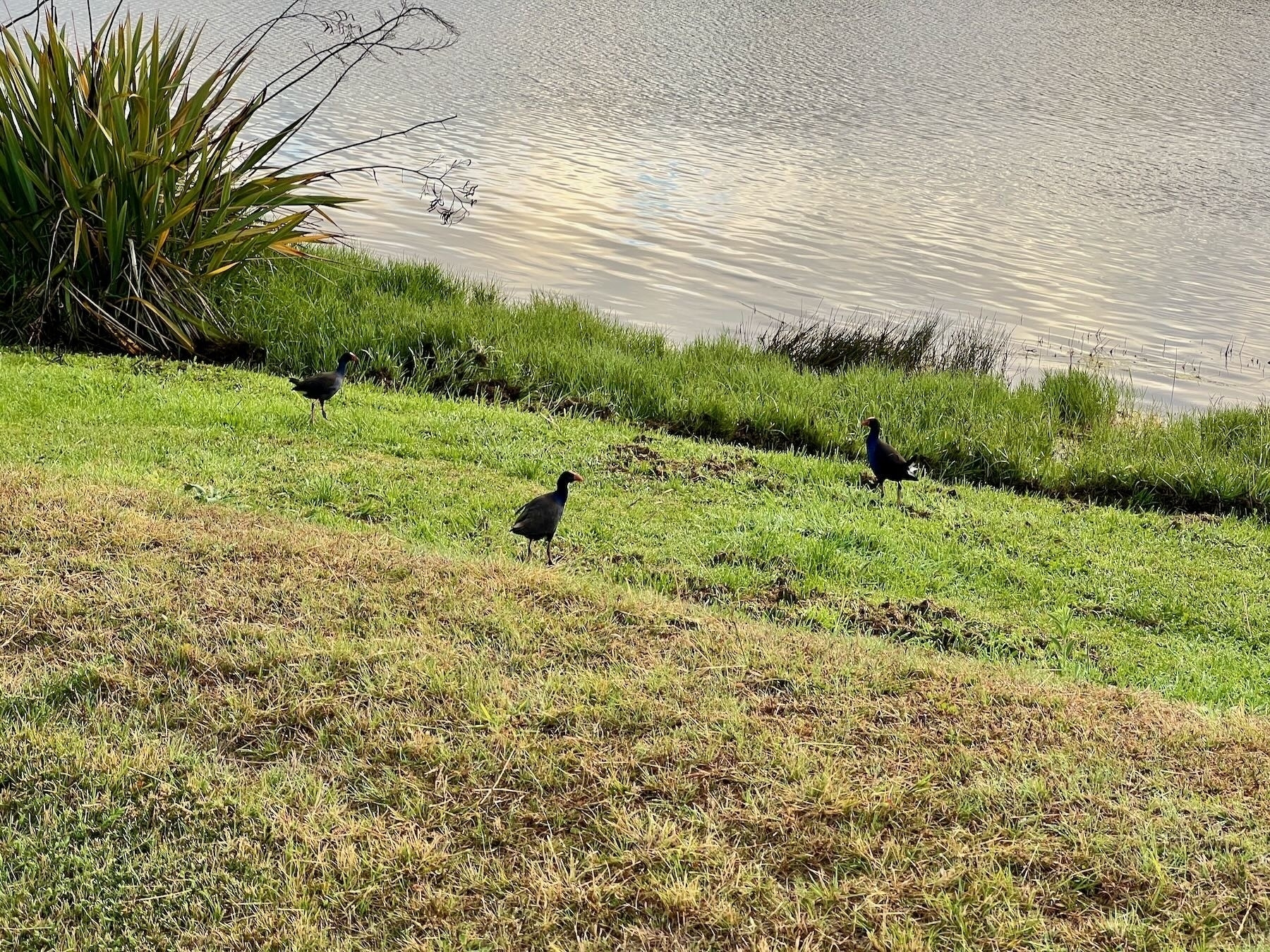 3 swamp hens on bright green grass right next to the lake edge. 