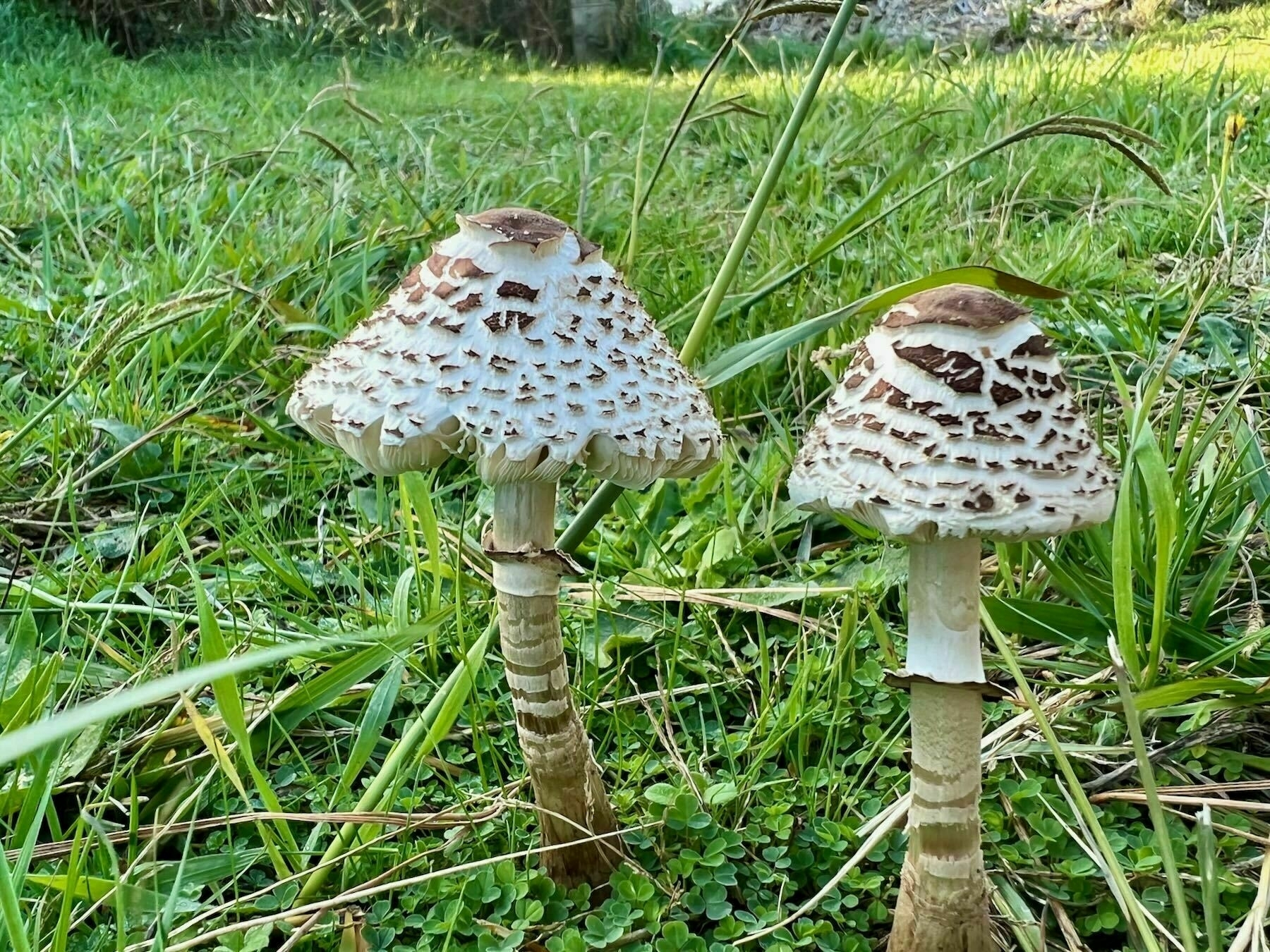 Two white fungi with brown mottling and a partially open parasol shape, in grass. 