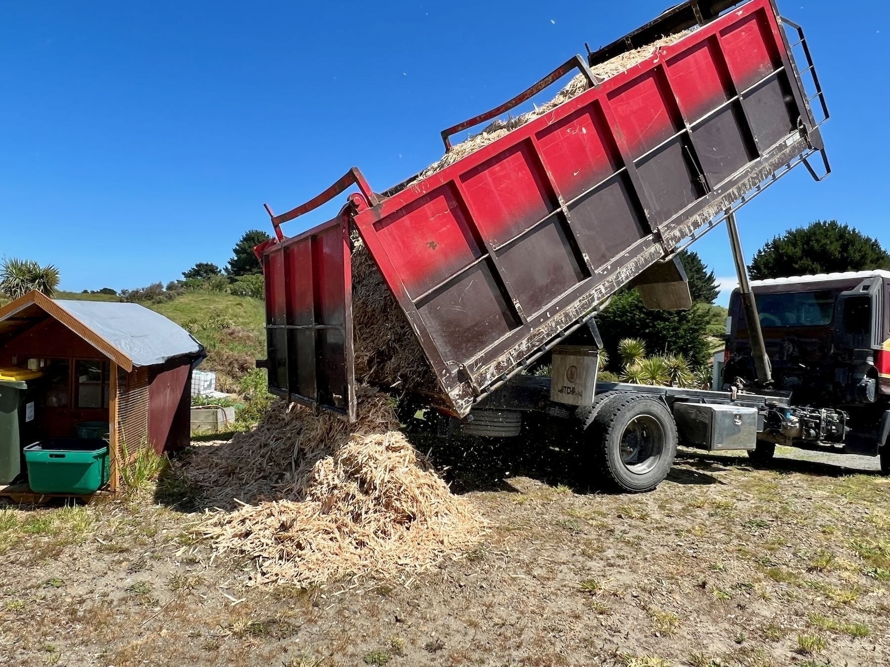 Truck unloading pine mulch beside a small shed. 