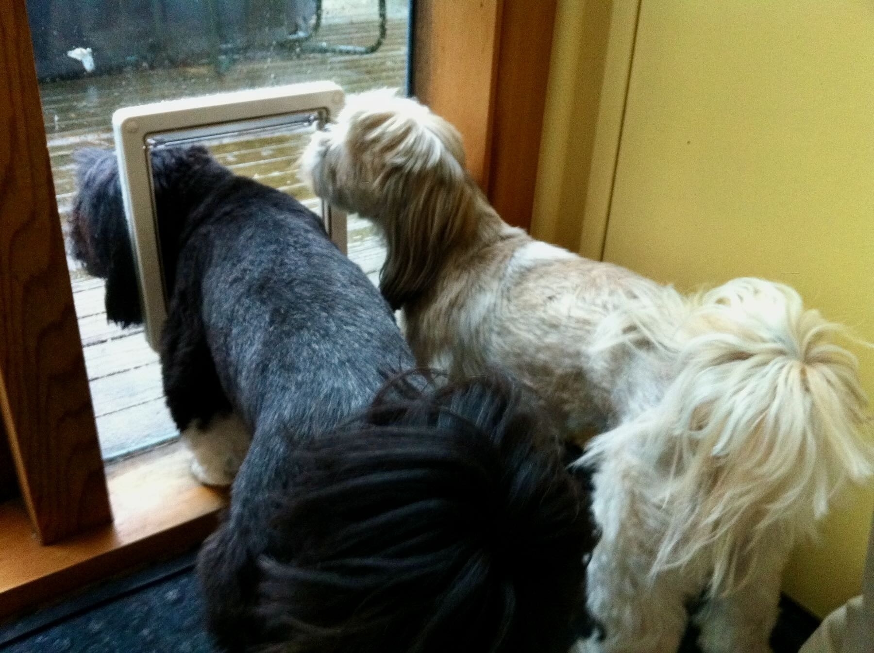 Sasha and Oshi at the dog door 28 December 2010. 