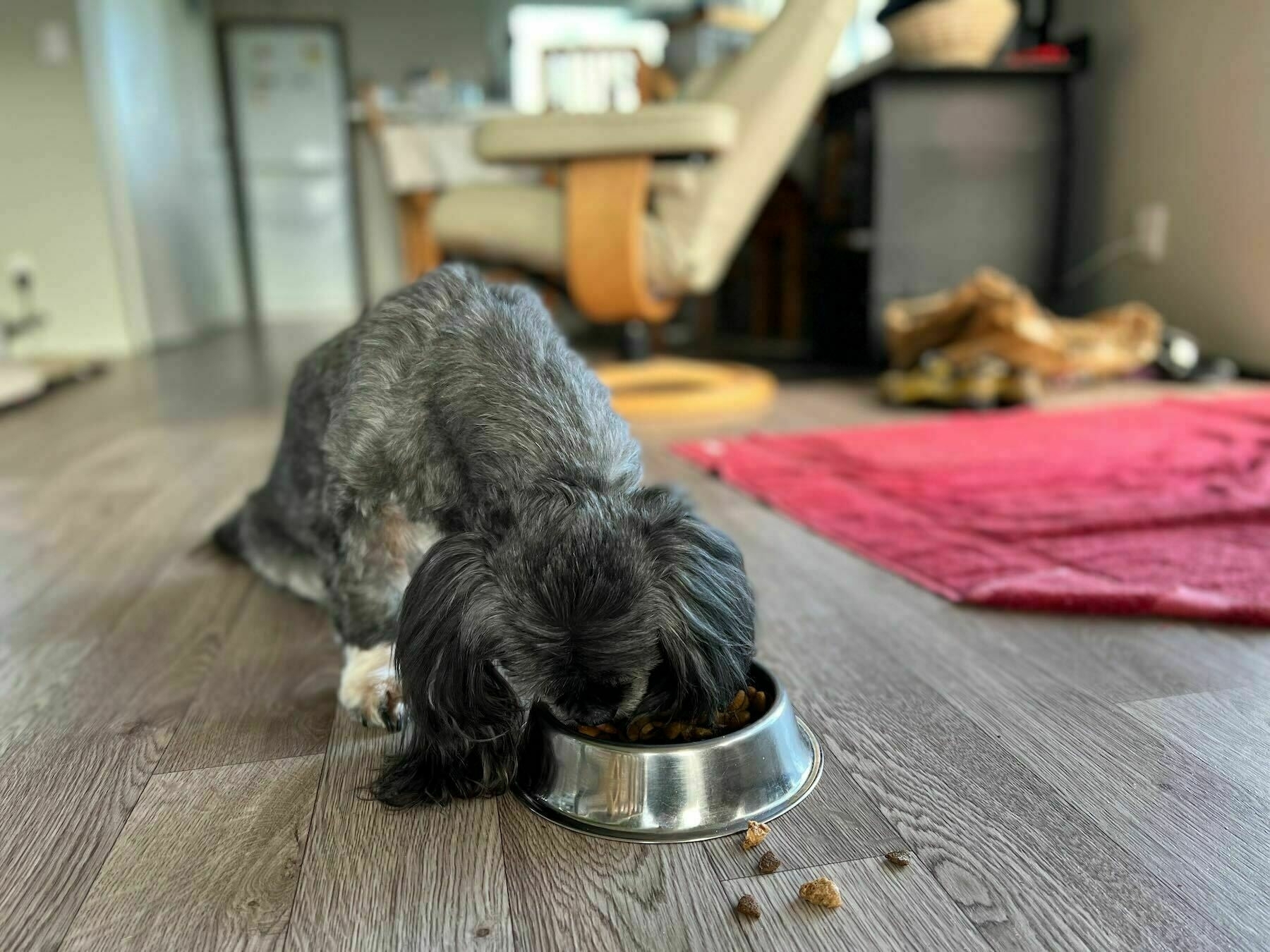 Black dog with head in food bowl. 