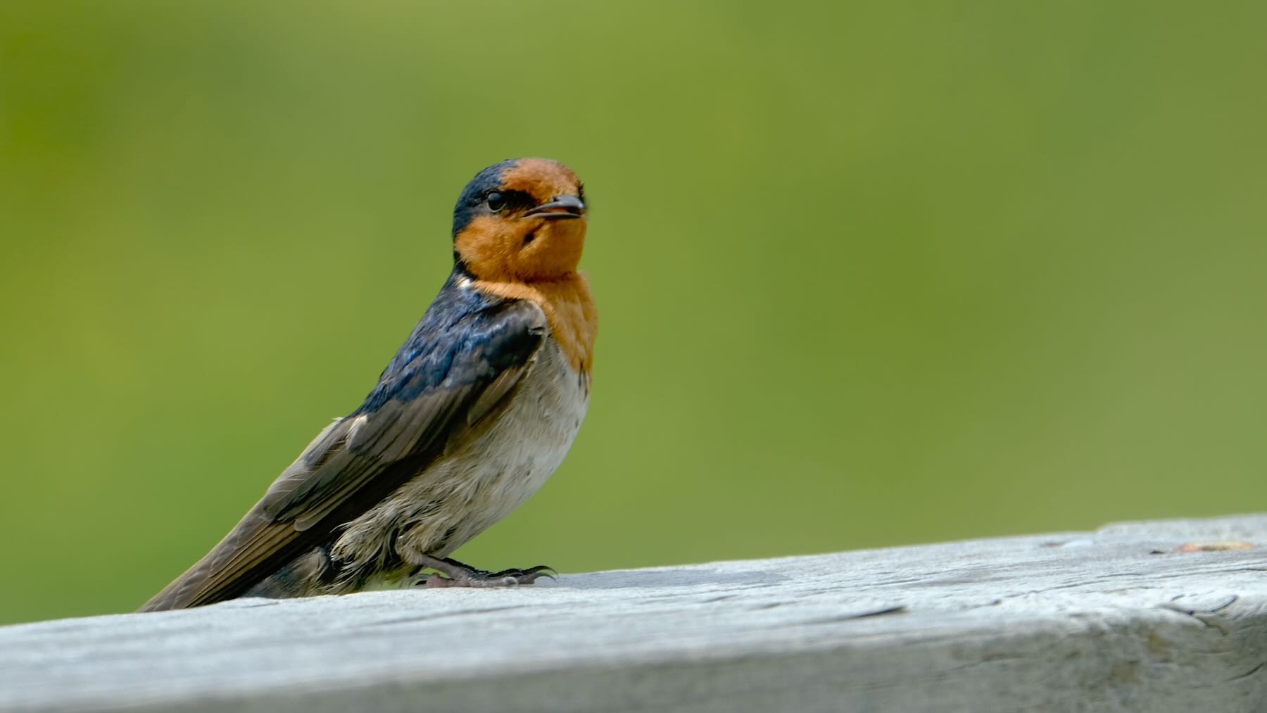 Swallow turned slightly right and with beak slightly open. 