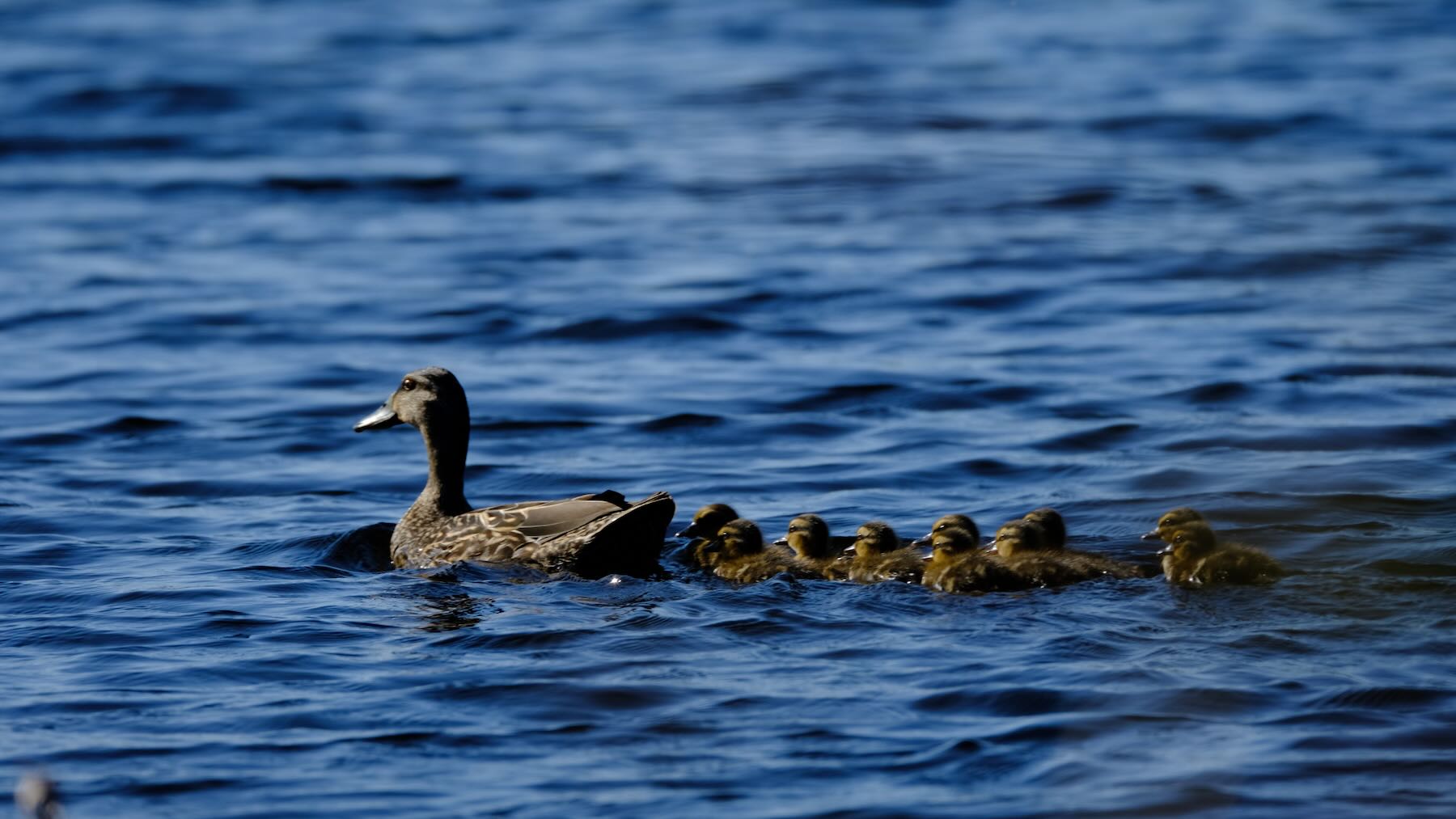 Duck and a dozen ducklings on the lake. 