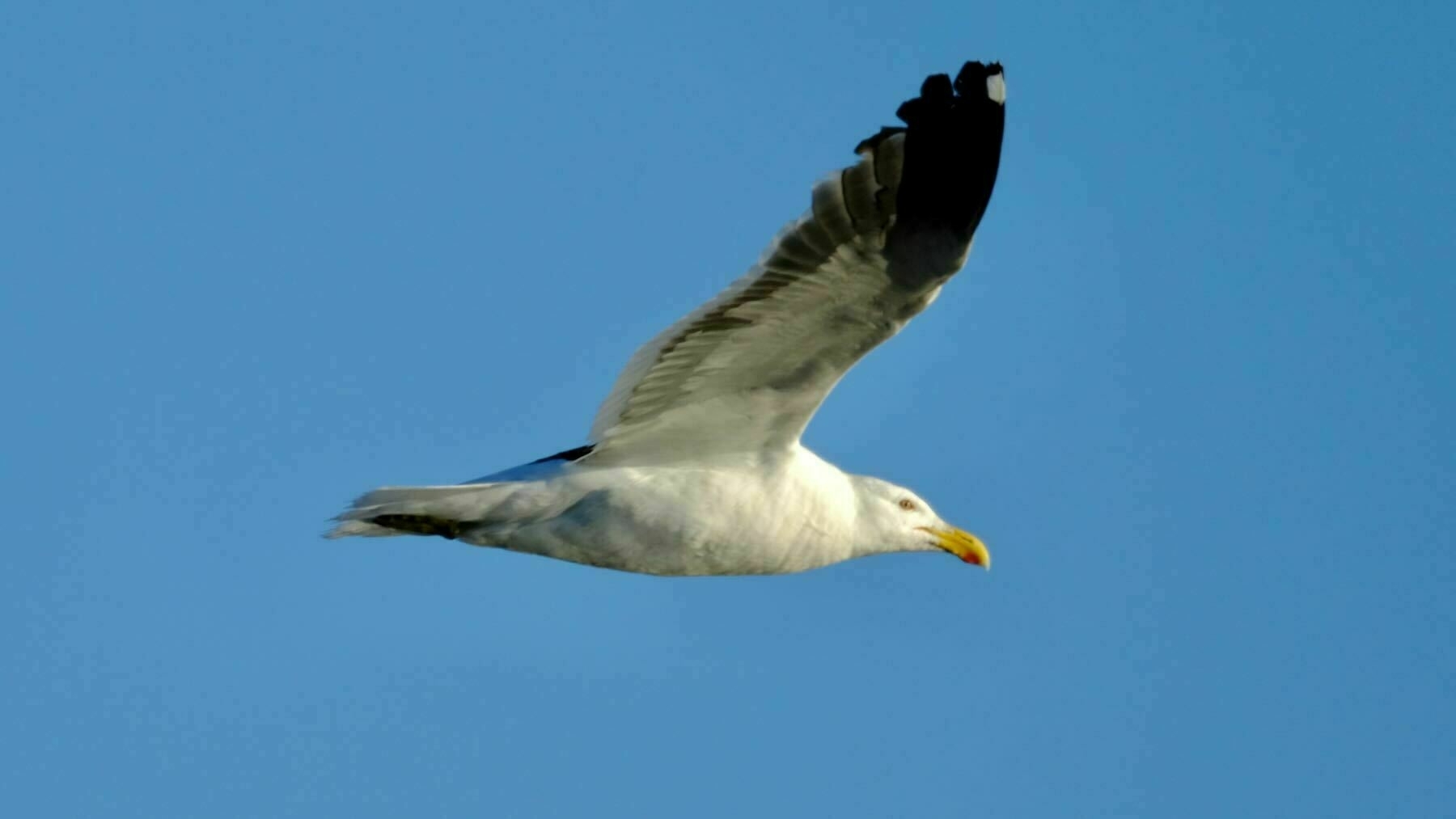 Black backed gull in flight, side on, with wings high. 