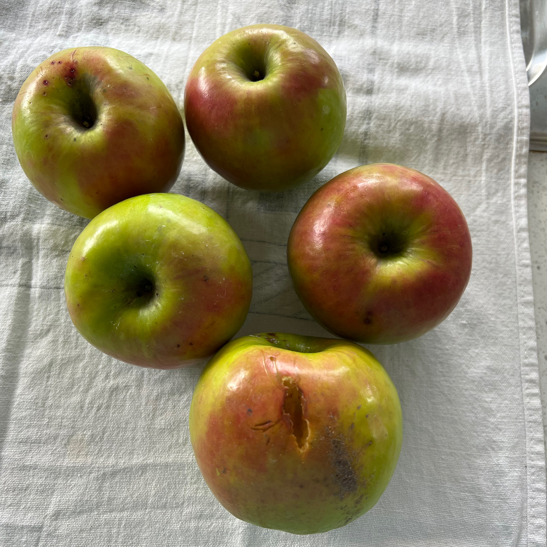 5 large green and red apples on a cloth; one has been pecked by a bird. 