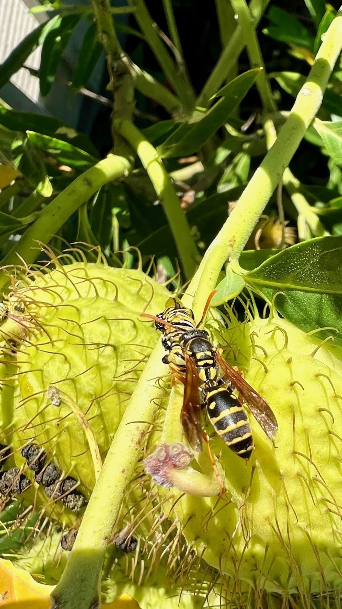 Paper Wasp devouring Monarch caterpillar. 