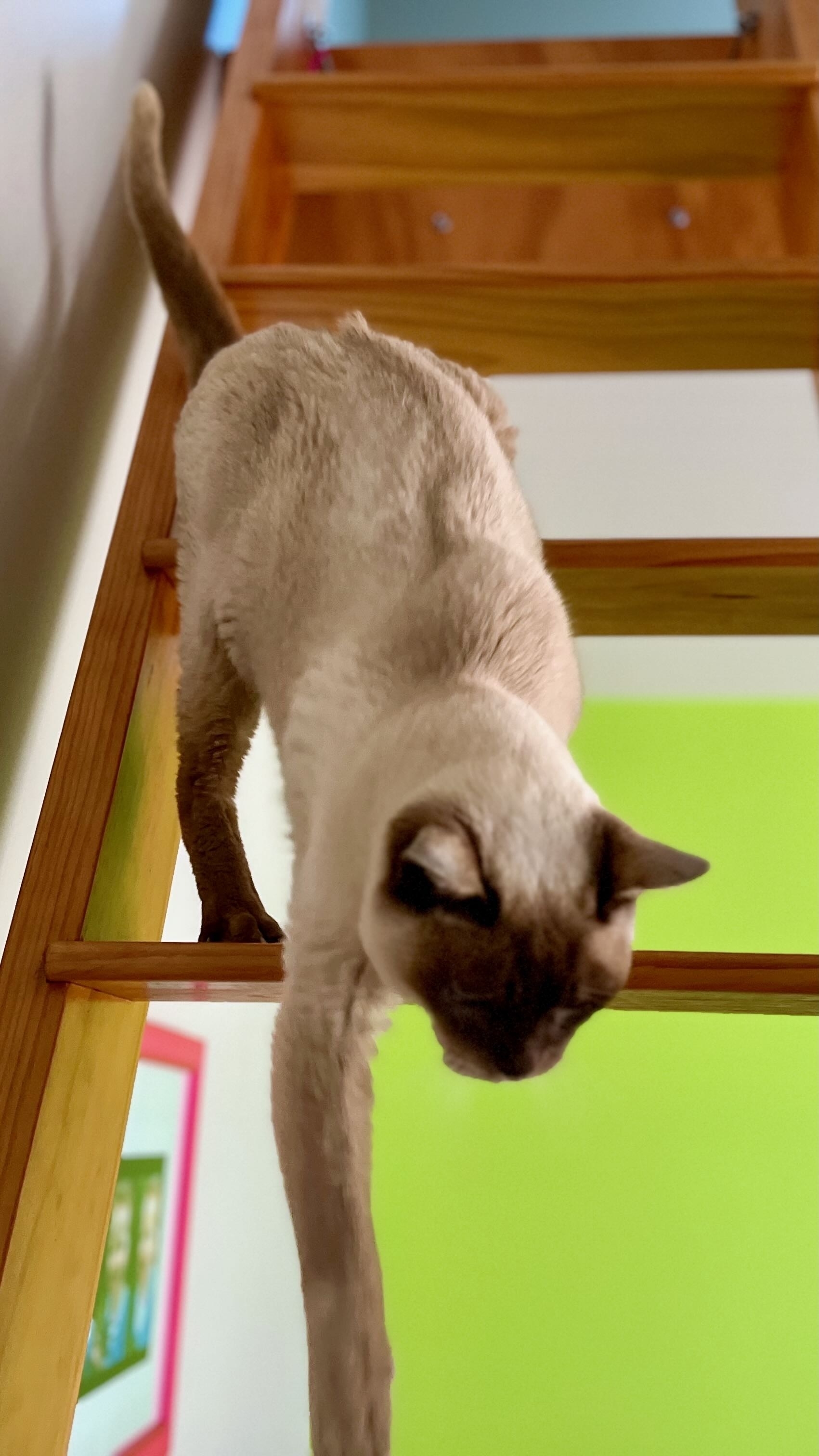 Siamese cat descends a ladder. 