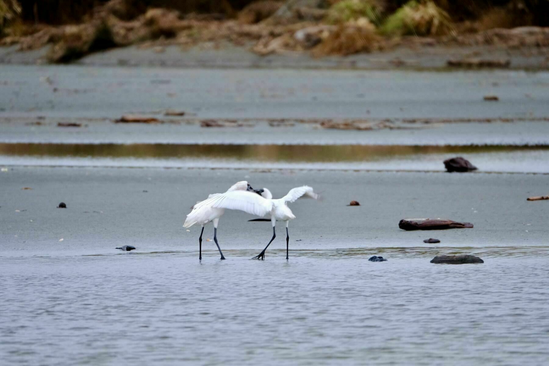 The adult spoonbill seems to feed the juvenile. 