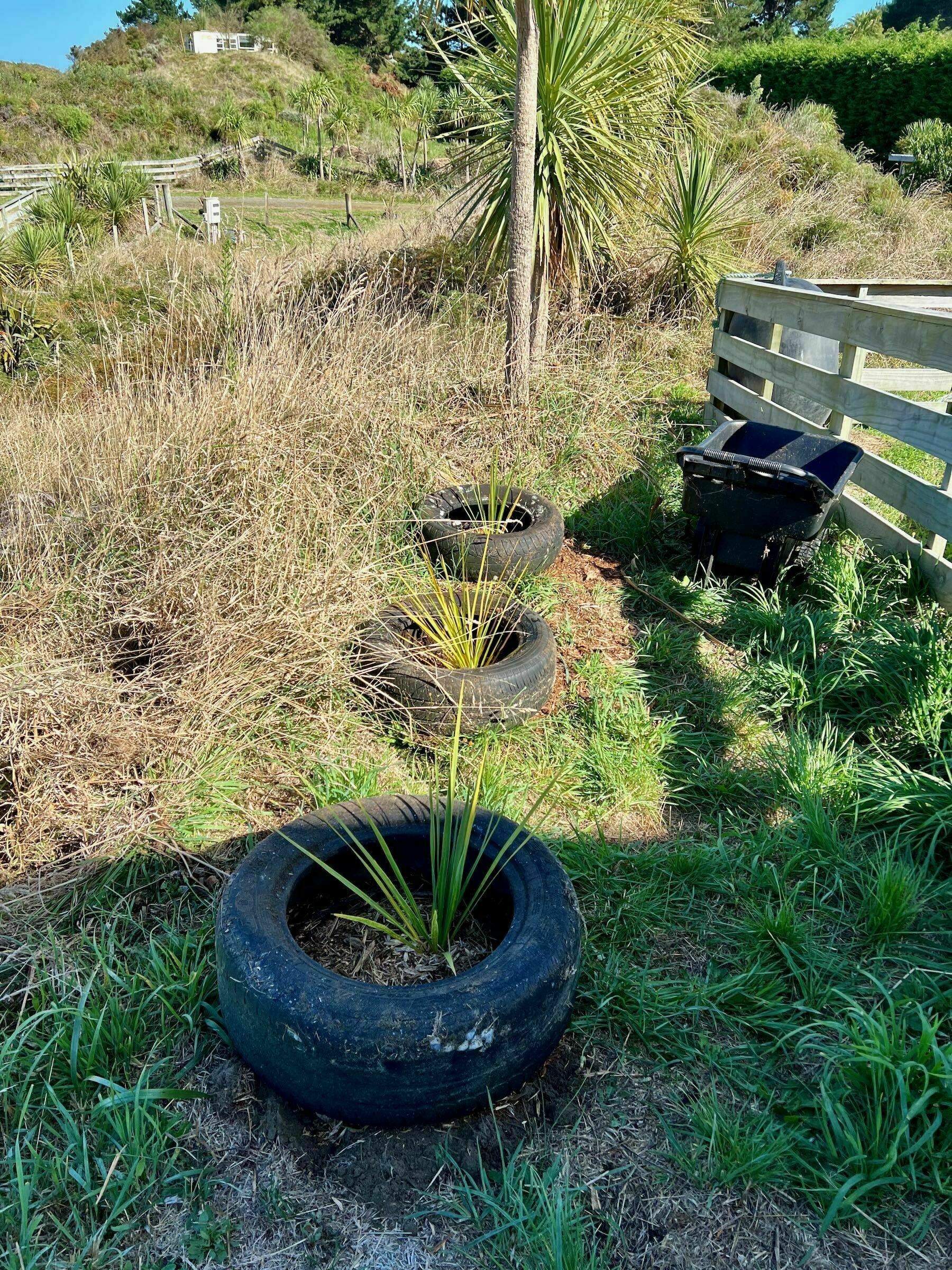 Three freshly planted small cabbage trees. 