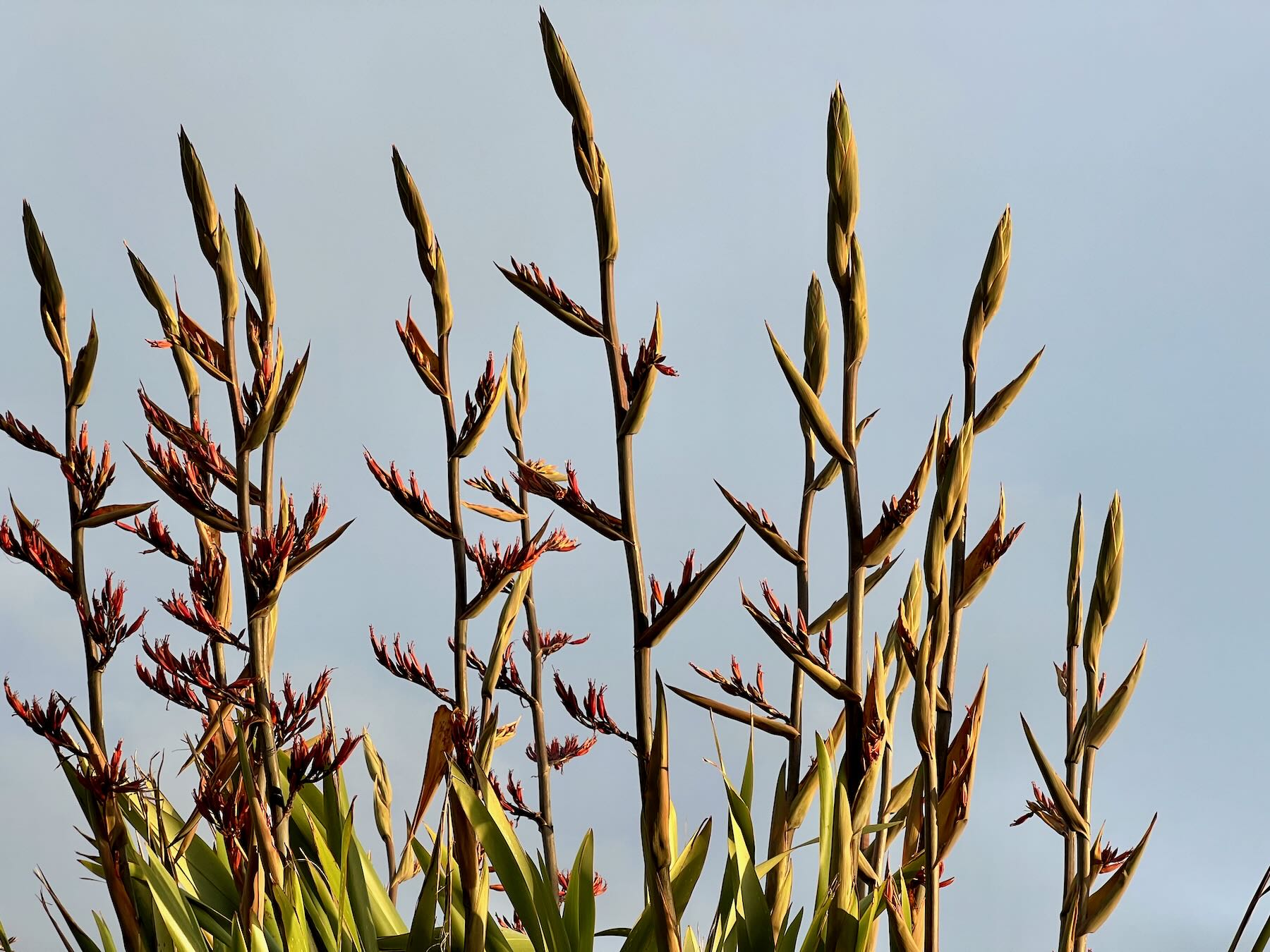 Flax spears in late sun. 