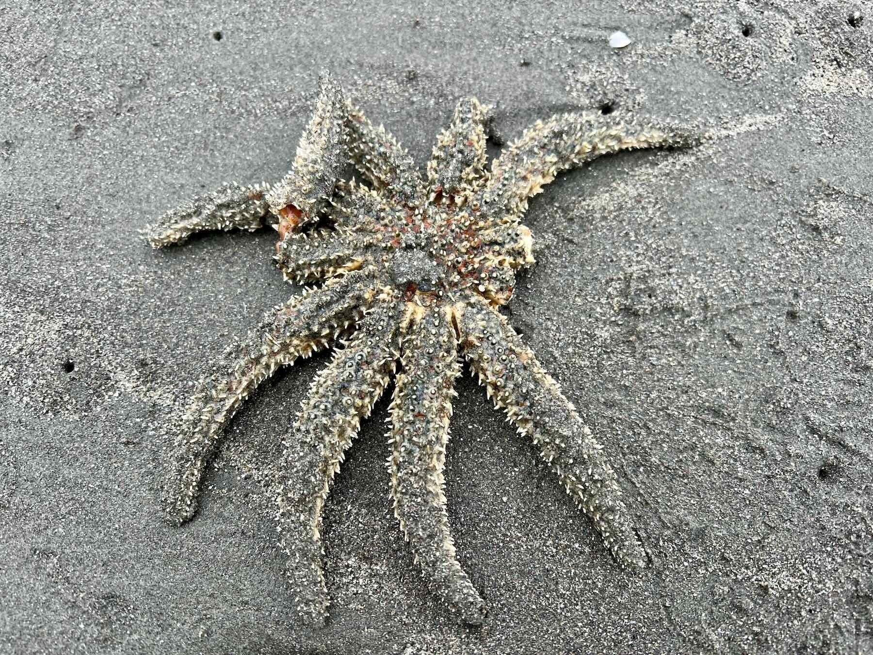 Eleven-Armed Sea Star, with one arm broken and two missing, on sand. 