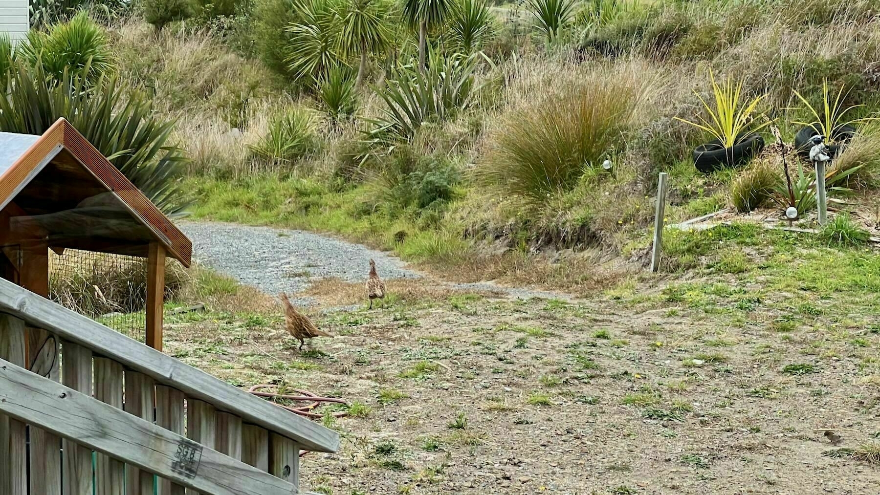 Two young pheasants on an area of grass and sand.  