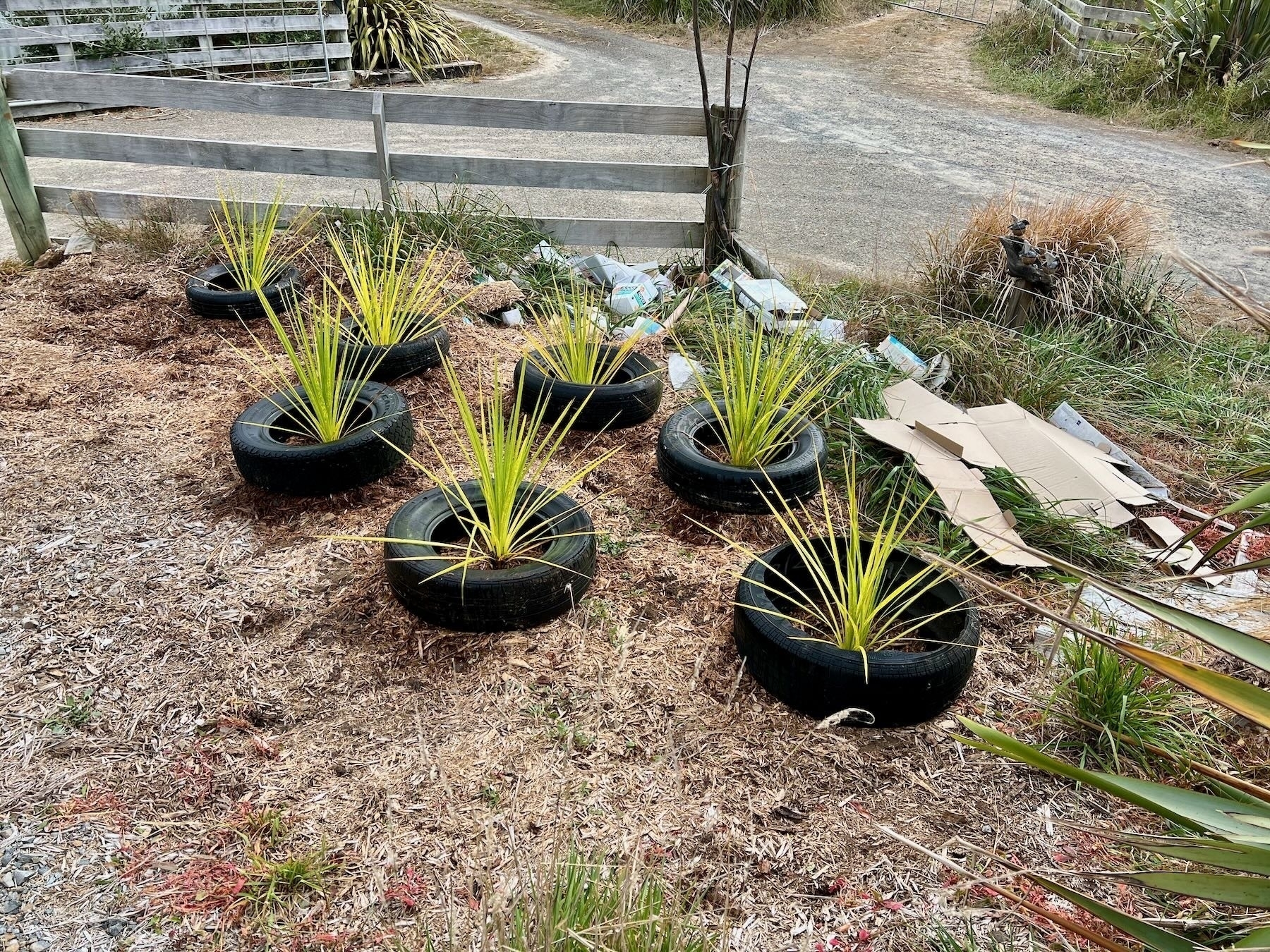 7 cabbage trees, planted. 