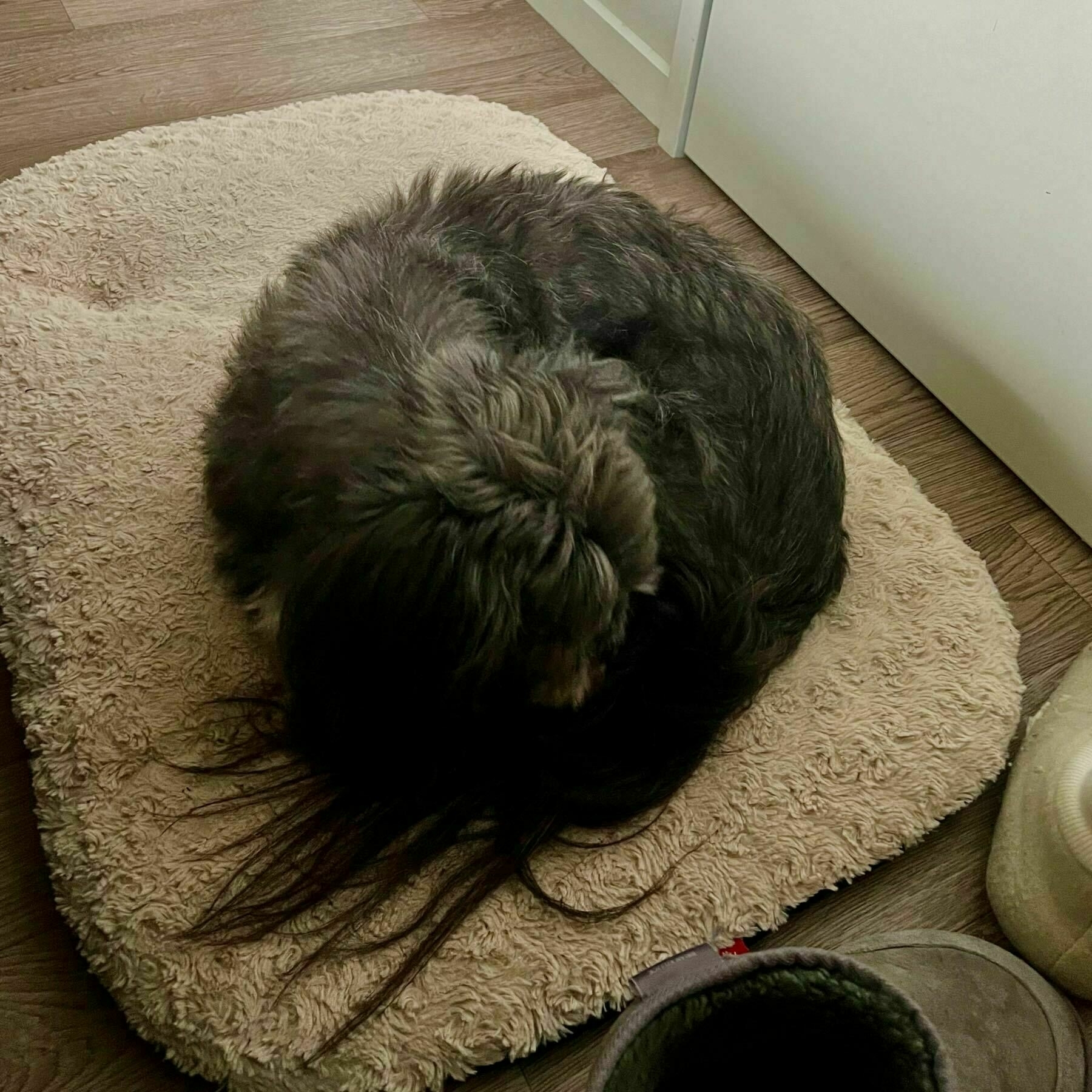 Hairy dog curled up on rug. 