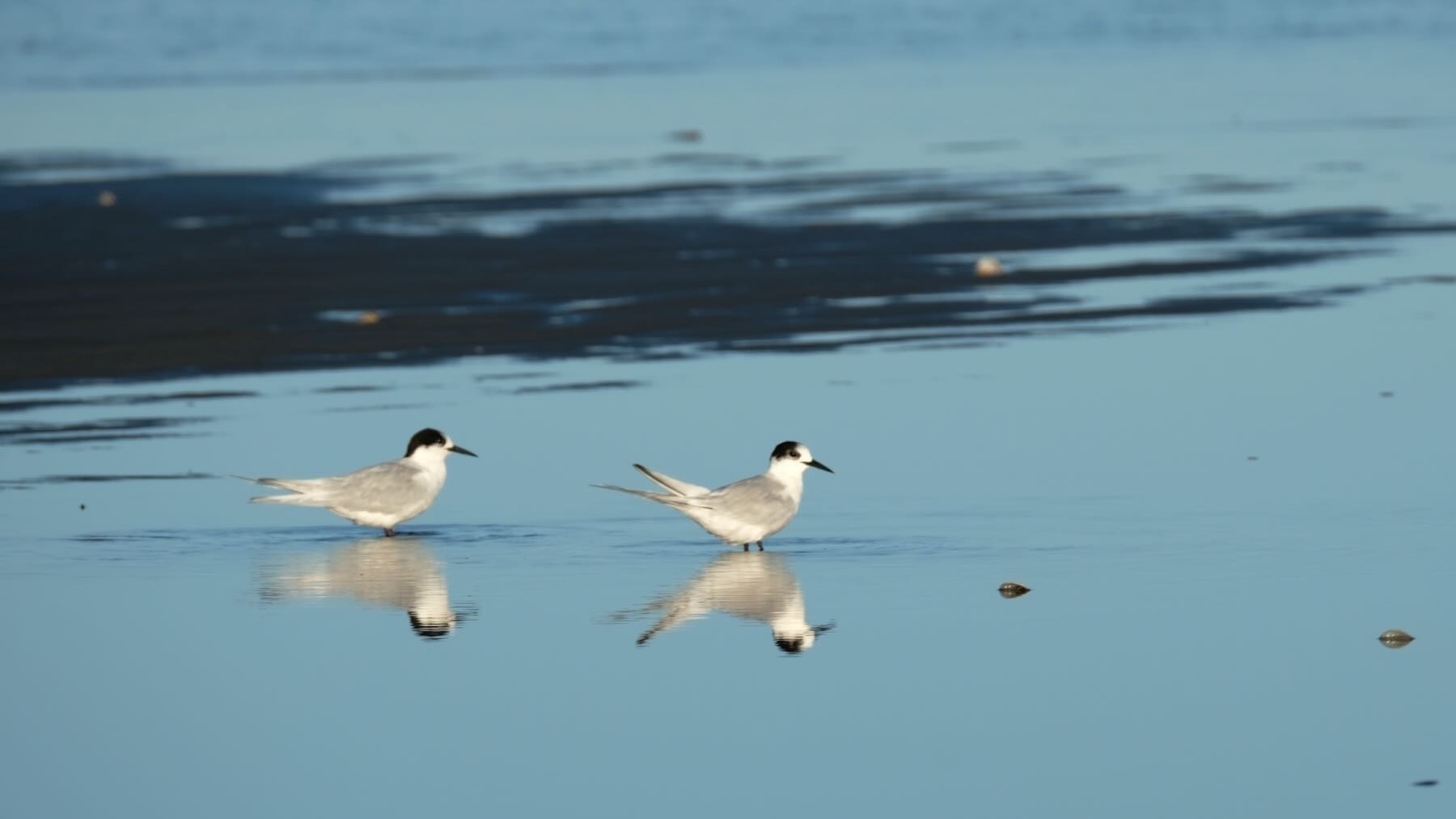 Two of the white-fronted terns in shallow water. 