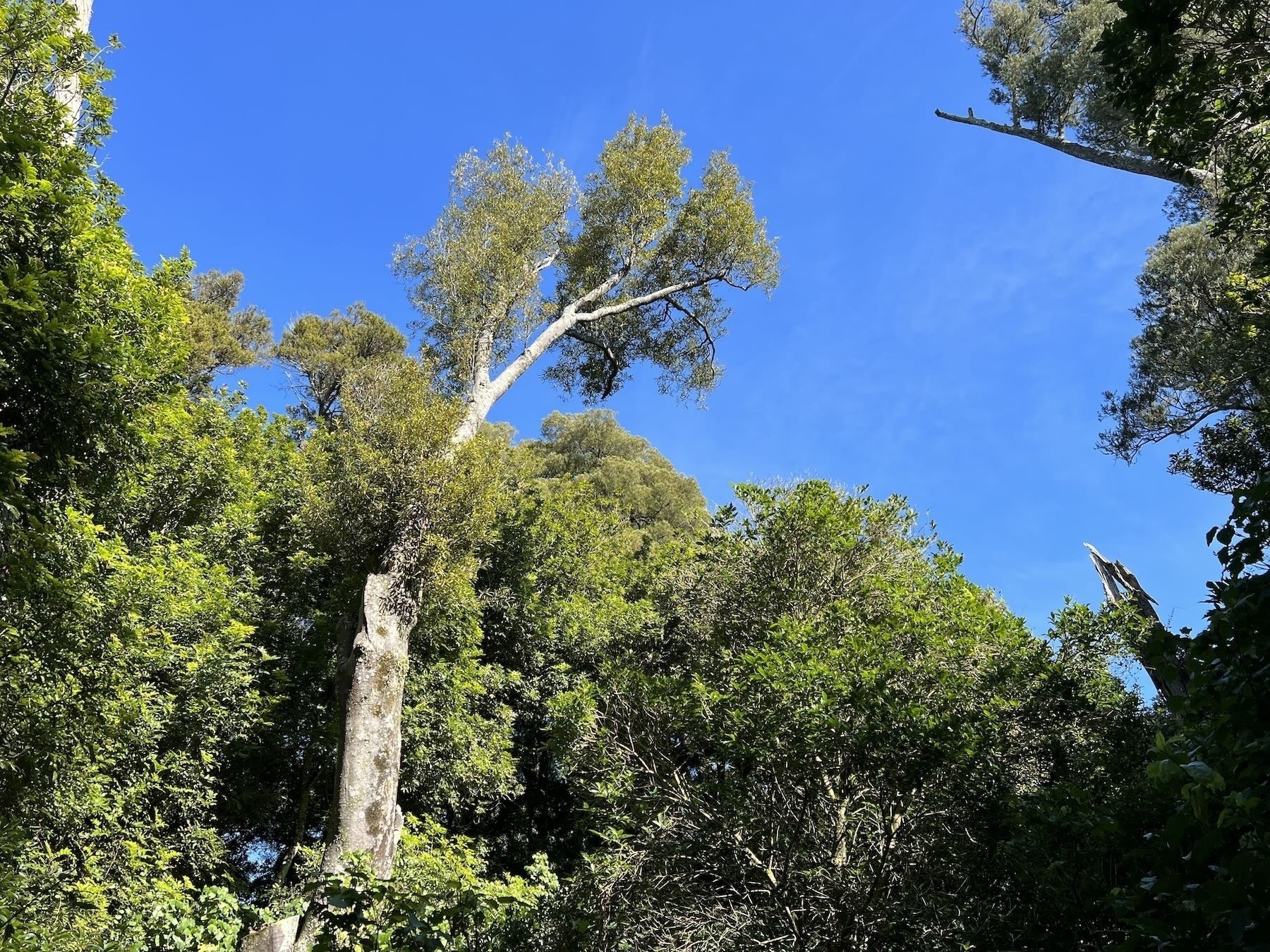 A view of the tops of tall native trees. 