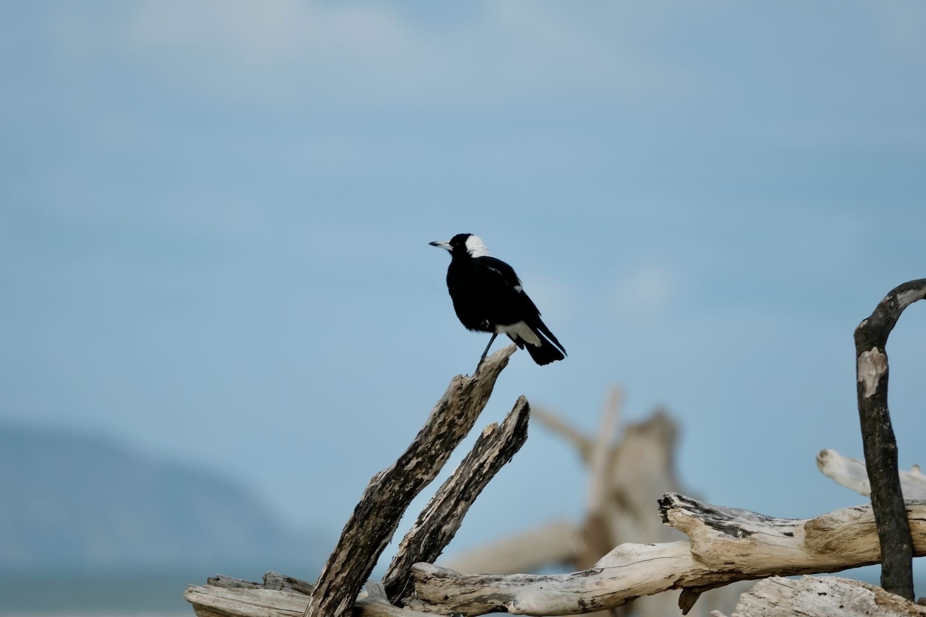 Magpie on driftwood. 