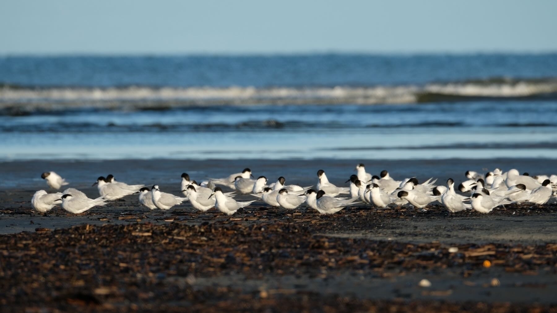 Part of the flock of terns, with sea as backdrop. 