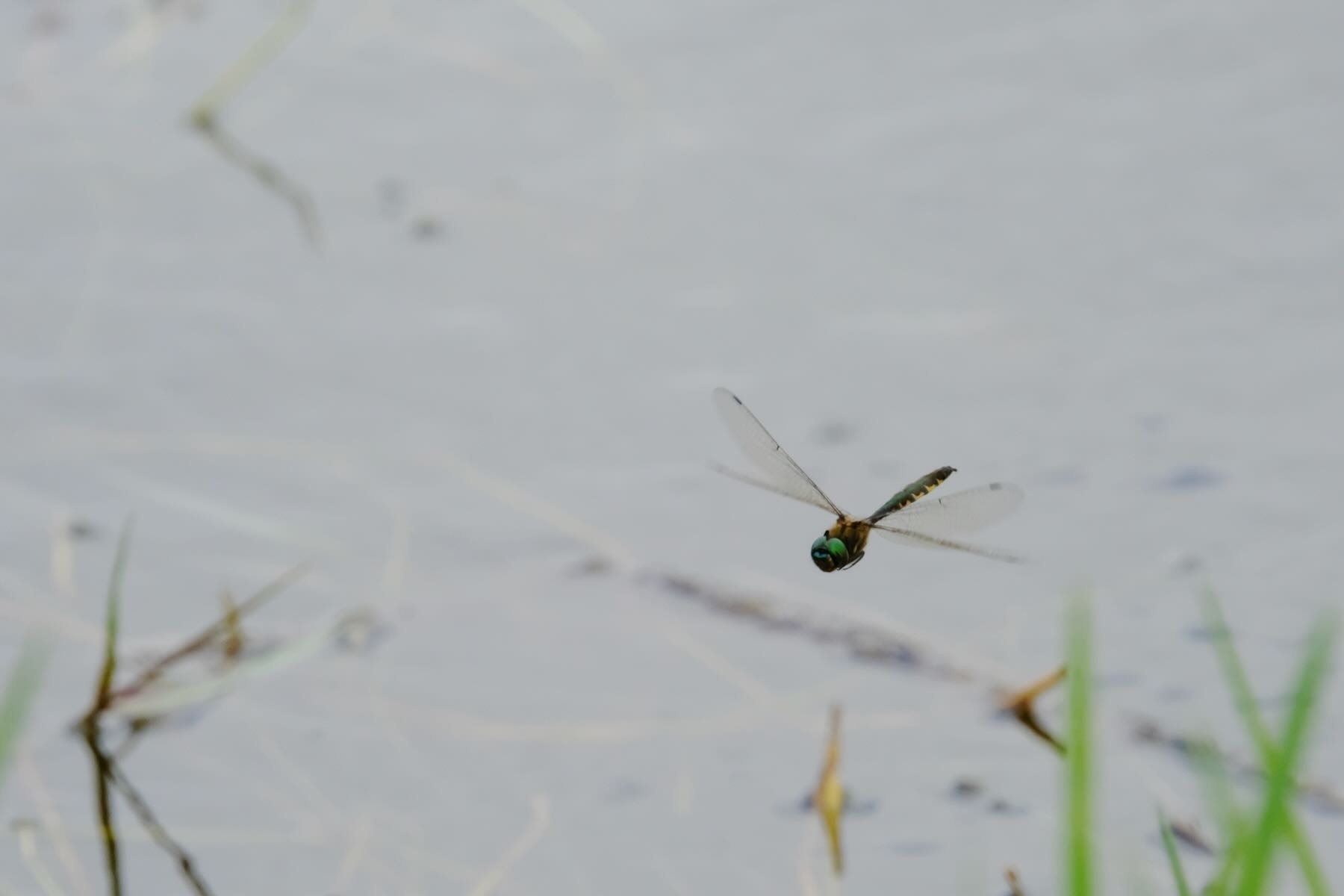 Dragonfly above the lake, near rushes. 