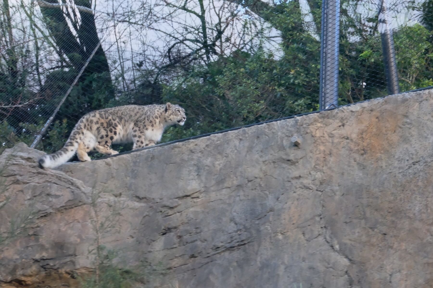 Snow leopard walking along a rock wall. 