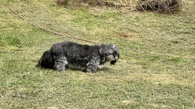 Small elderly greying shaggy black dog on grass. 
