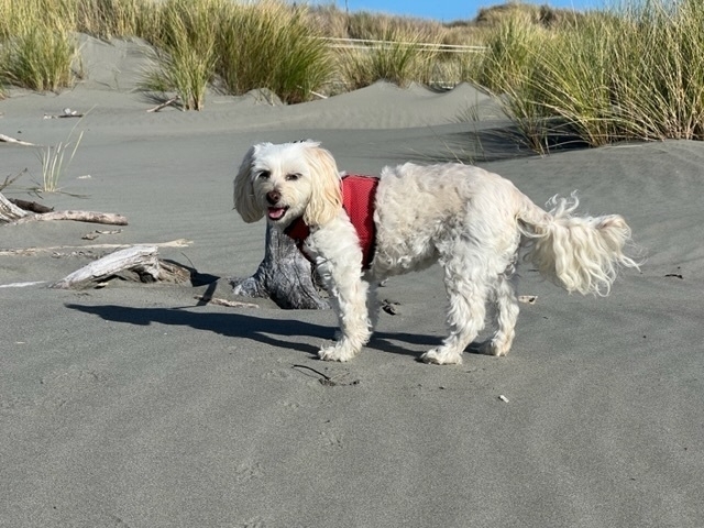 Small white dog on the beach, tied up to a piece of driftwood.