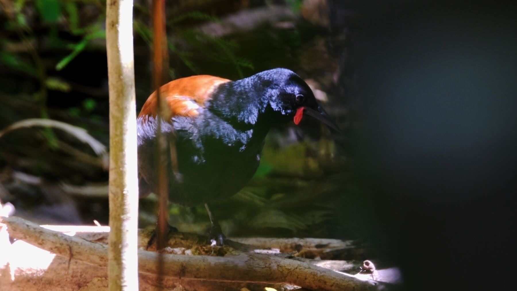 Blak bird with bright orange back and red wattles. 