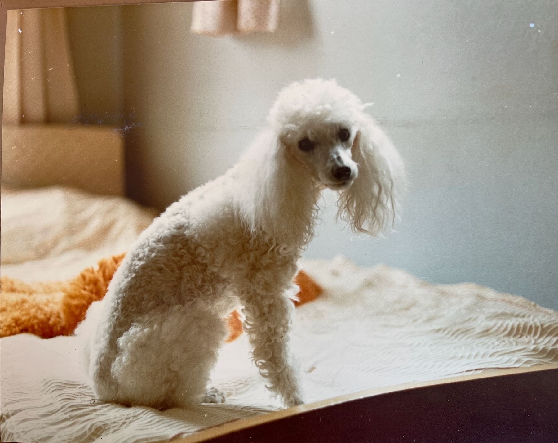 White miniature poodle on a bed. 