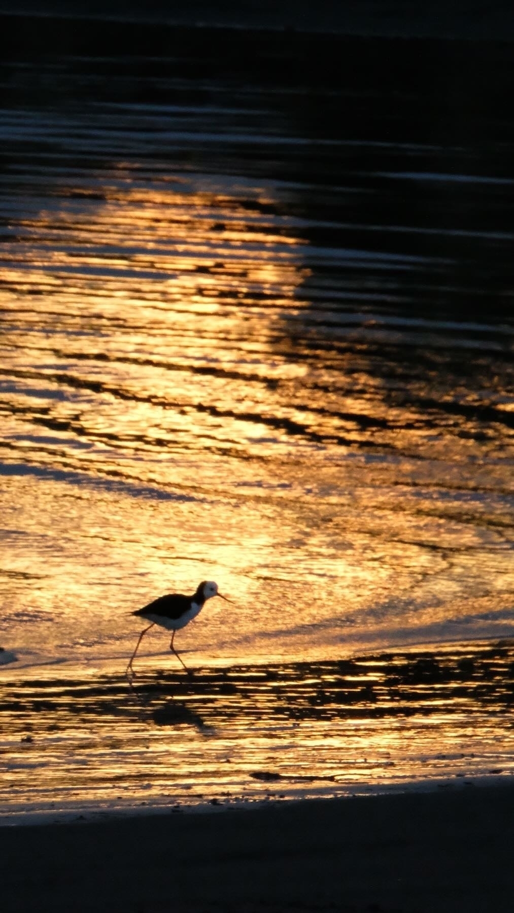 Pied Stilt - black and white long-legged bird striding forward in shallow water lit up gold by the rising sun. 