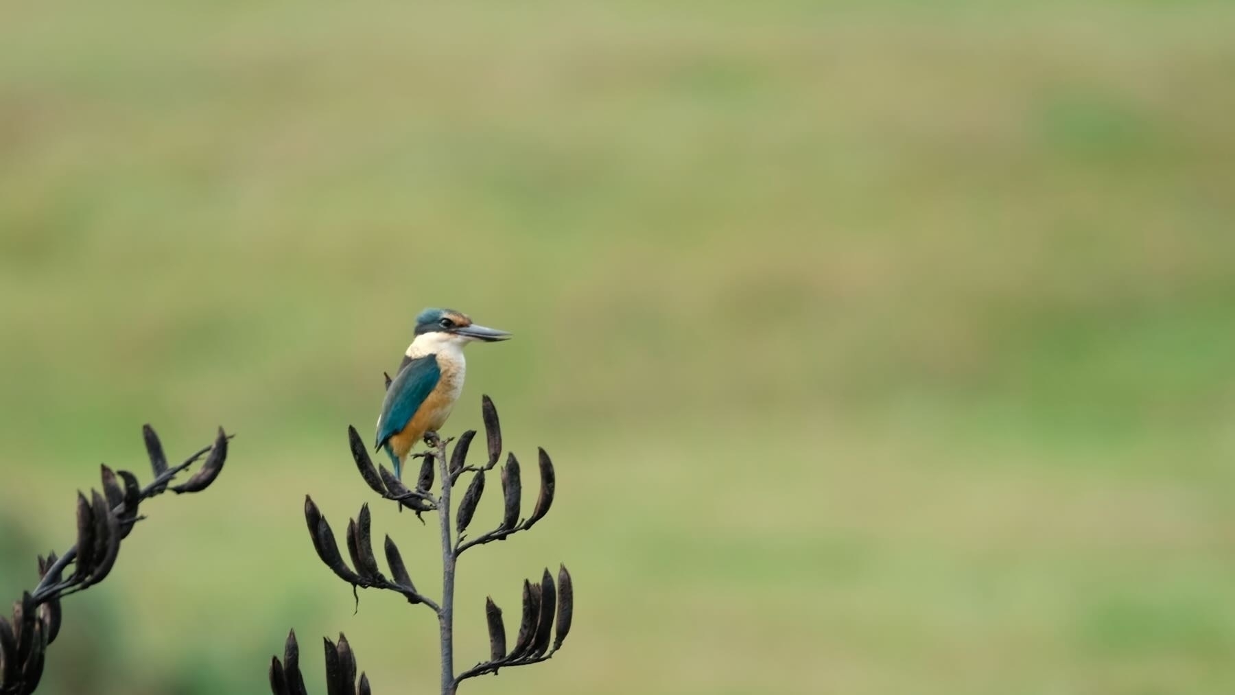 Kingfisher on flax  looks ahead. 