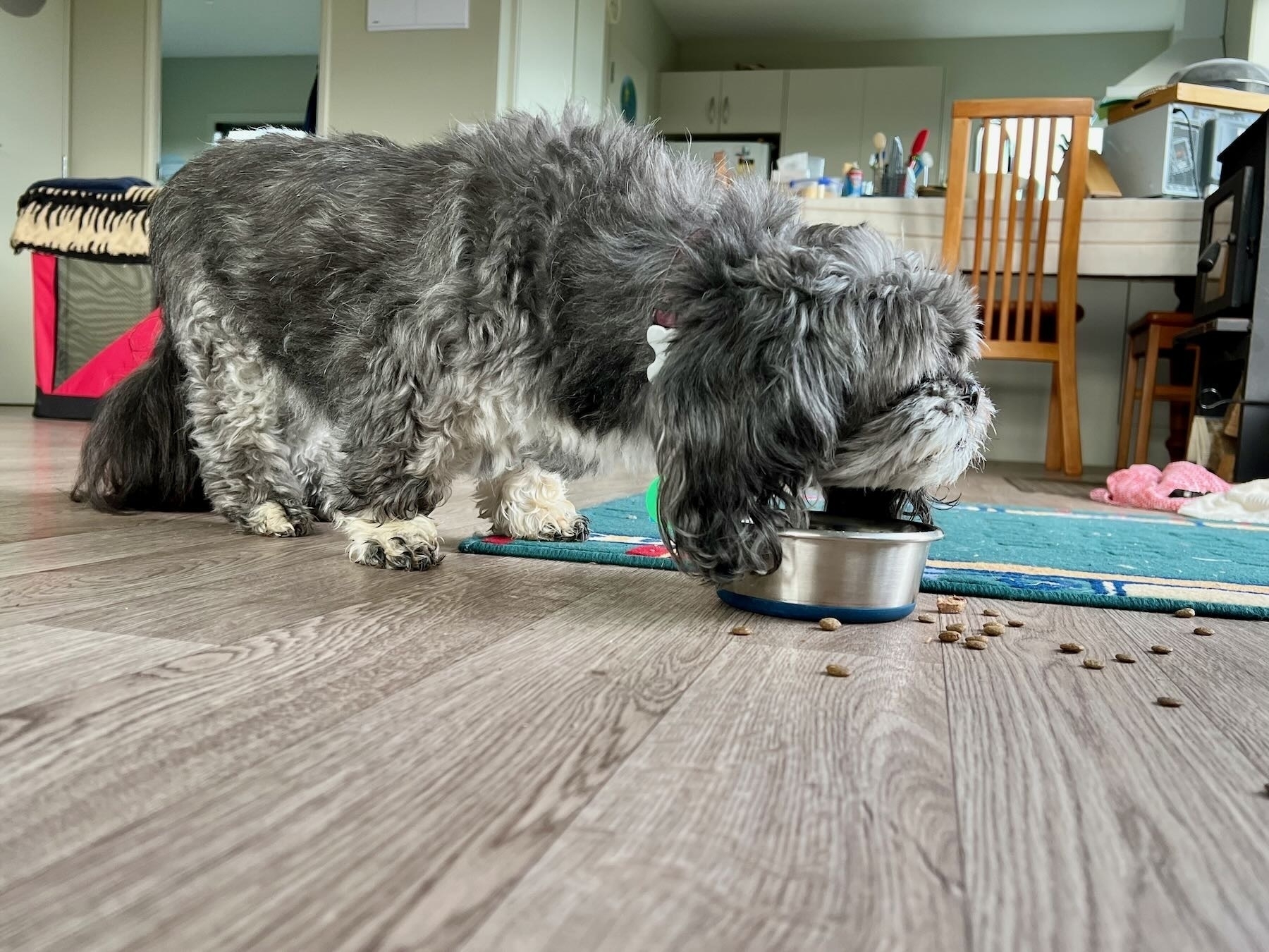 Small dog with lowered head over food bowl, with biscuits on the floor nearby. 