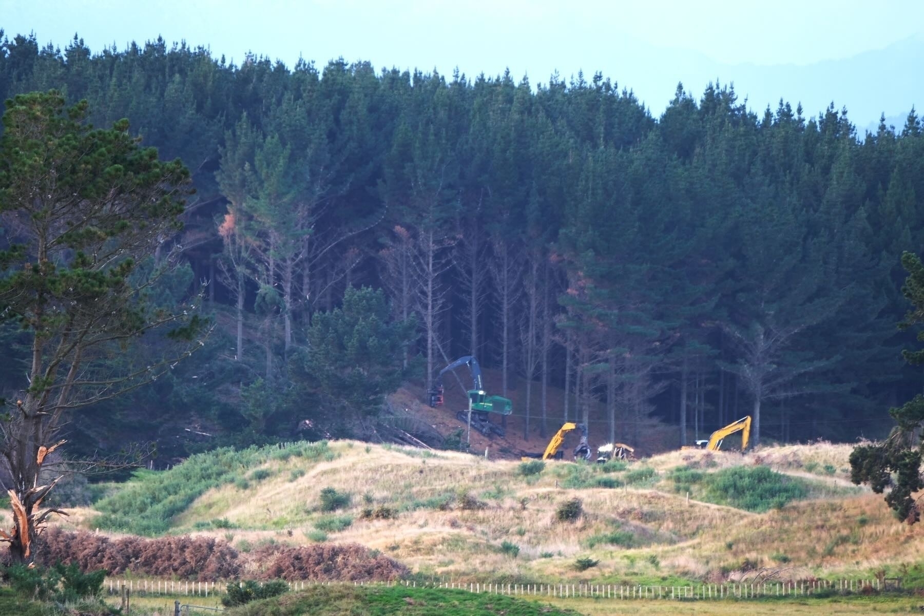 A machine felling a tree with diggers in the foreground.