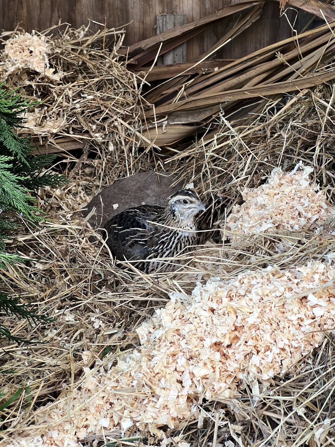 Fliss in the straw. 