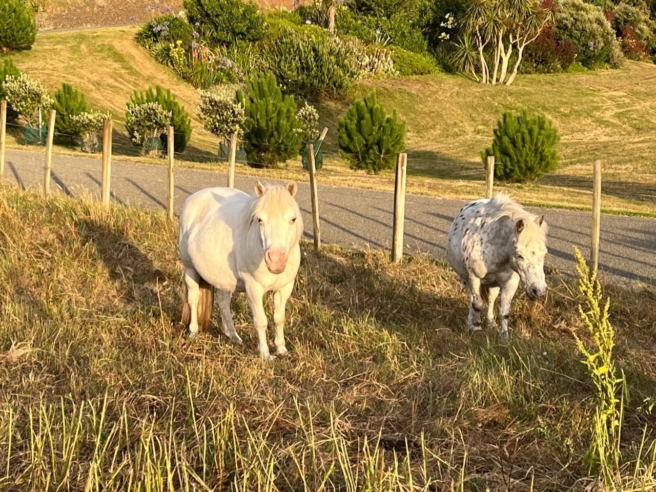Two white miniature horses in a paddock. 