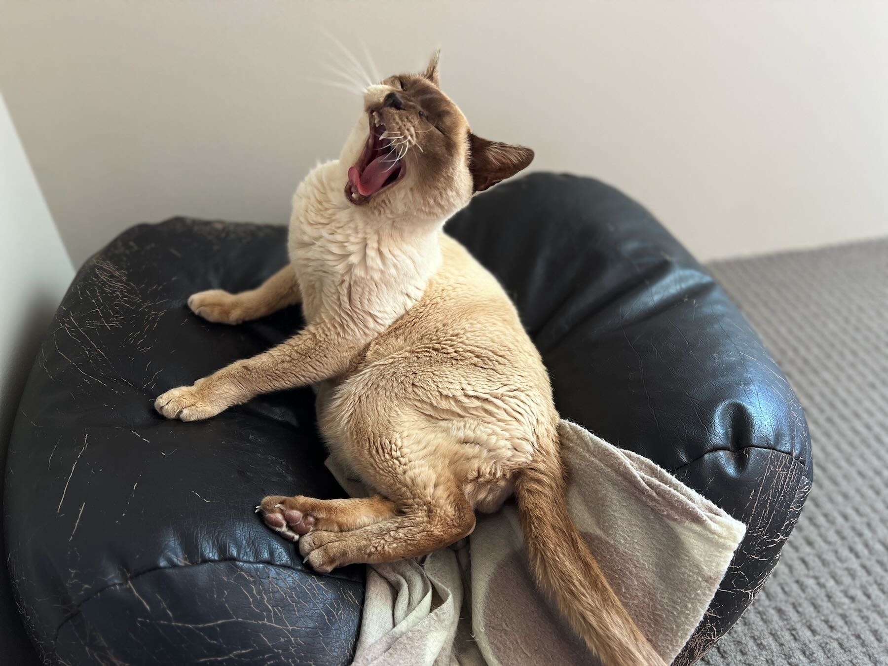 Siamese cat, yawning wide. 