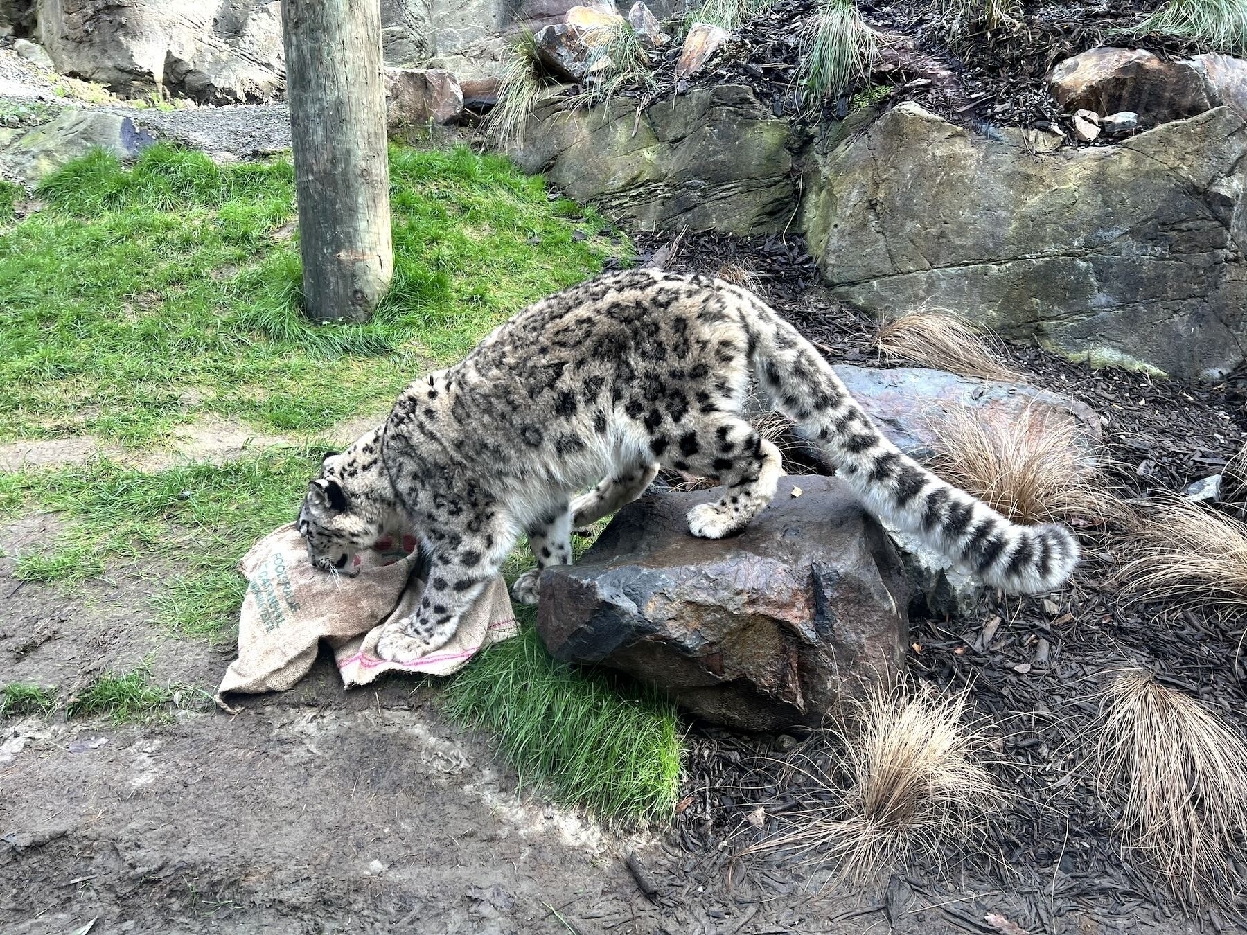 Close up view of snow leopard sniffing a sack, with tail extending behind. 