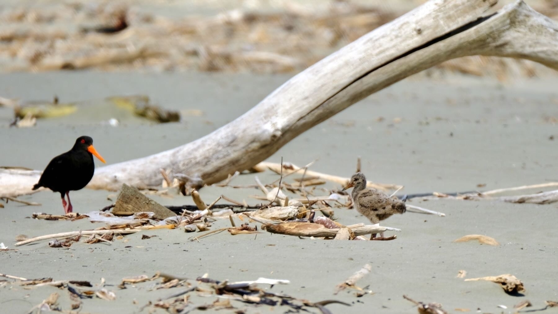 Oystercatcher with chick among driftwood. 