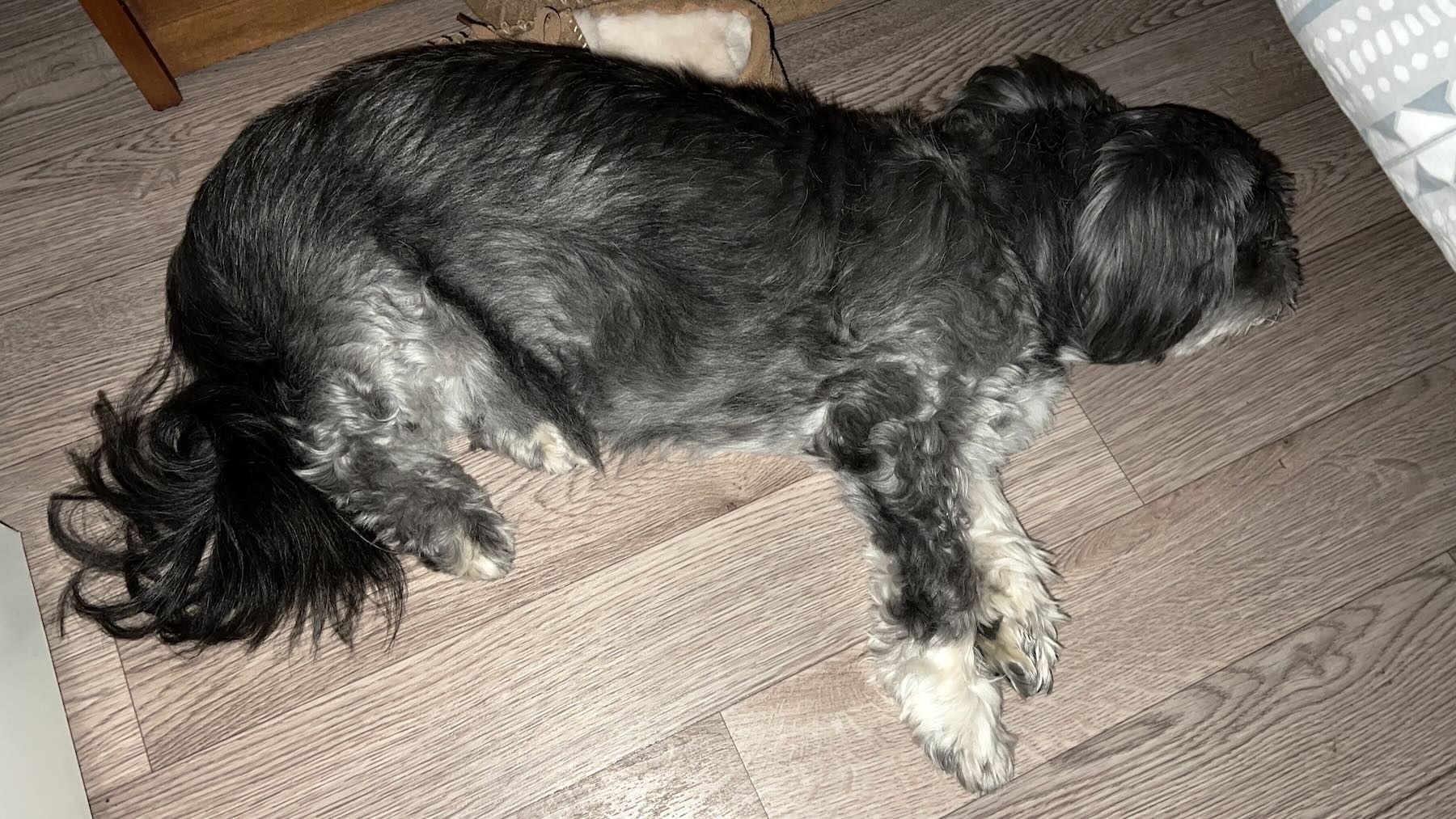 Elderly black dog, fast asleep by the bed.