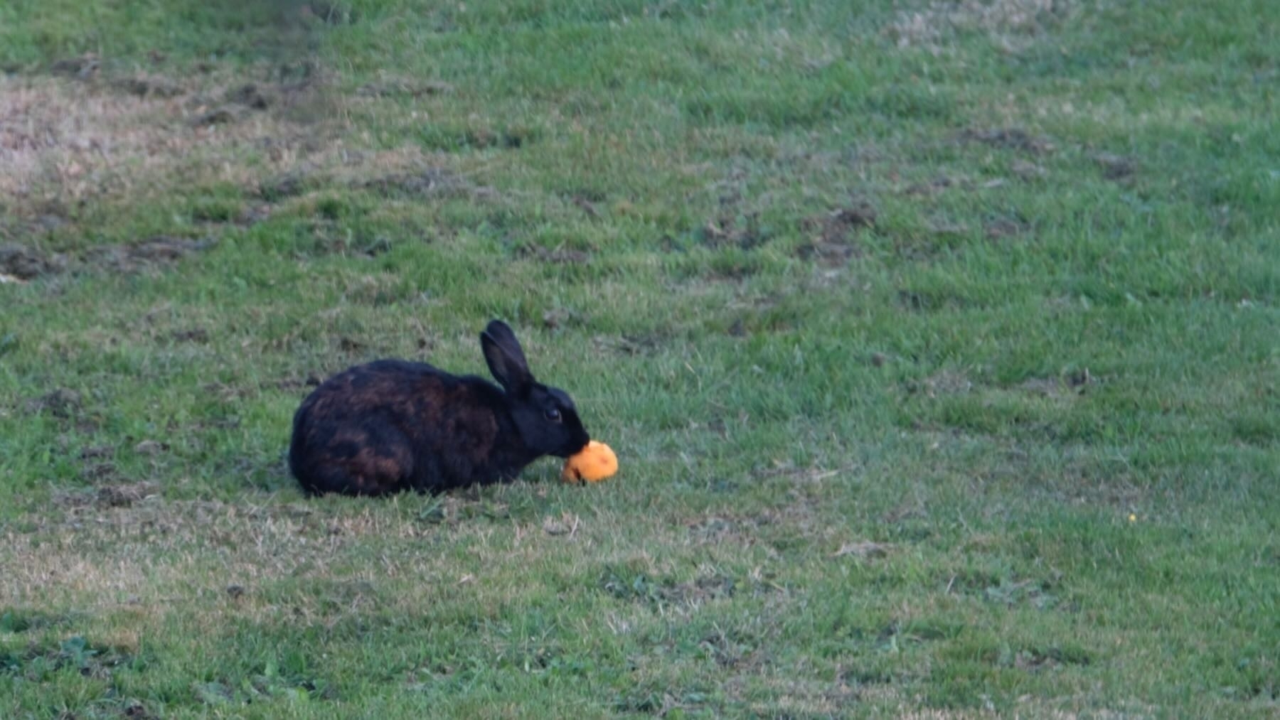 Wild black rabbit on grass eating a peach. 