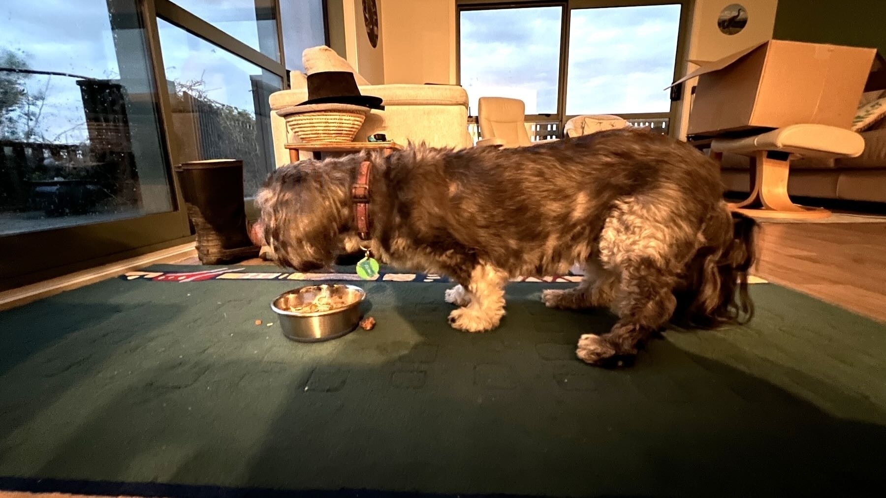 Small black dog eating from a bowl on the floor. 