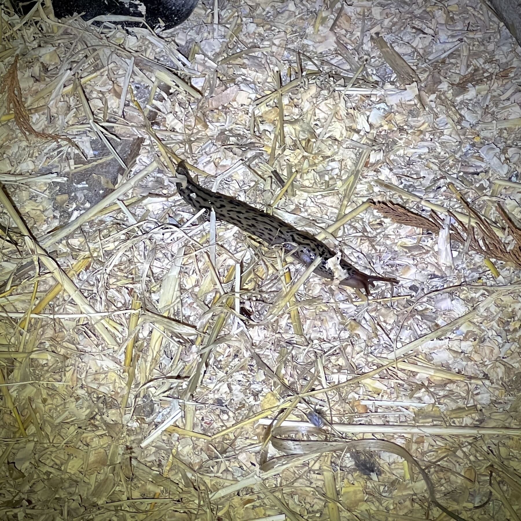 Leopard Slug - Limax Maximus on straw in torchlight. 