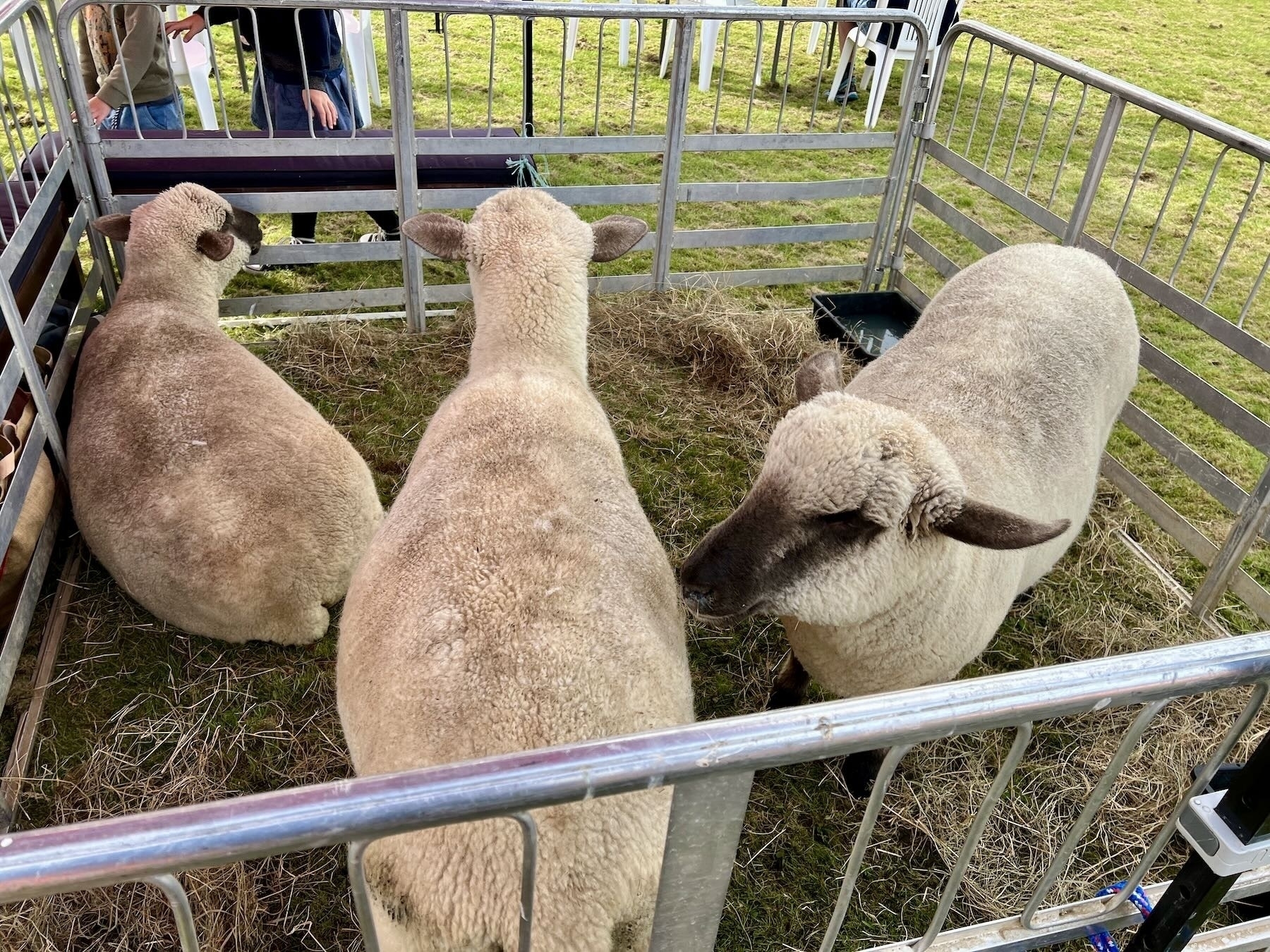 3 Dorset Downs sheep in a pen. 