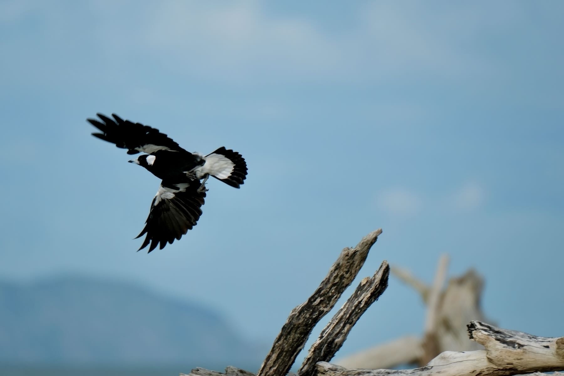 View from below the Magpie as it flies off with wings spread. 