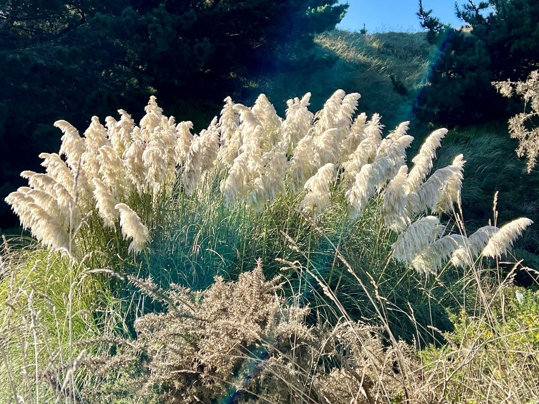 A big clump of Pampas or toitoi grass with white feathery fronds.