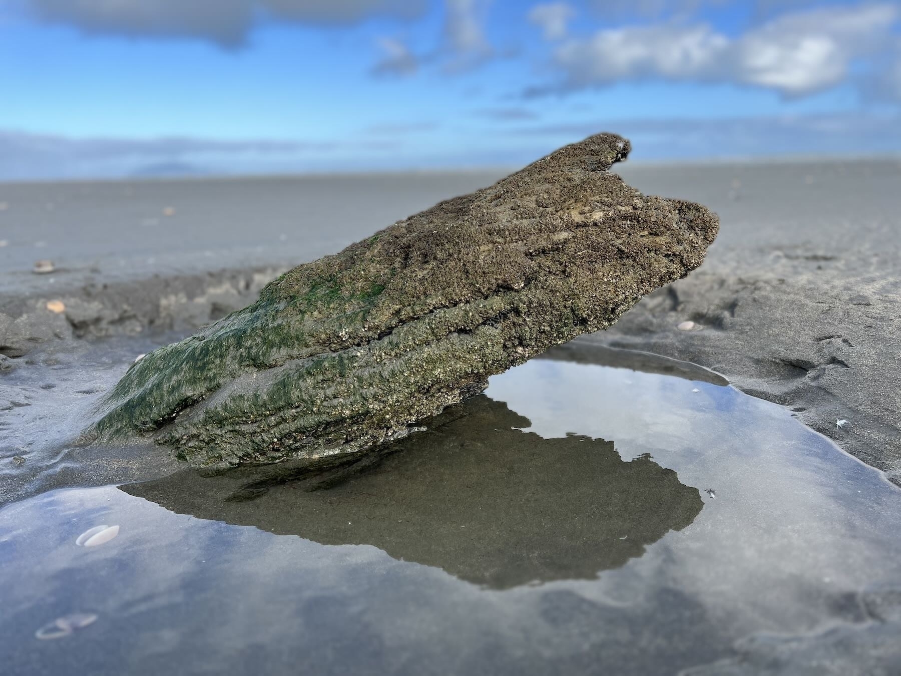 A sturdy piece of driftwood emerges from the sand, with a pool of water around it, left by the retreated tide. 
