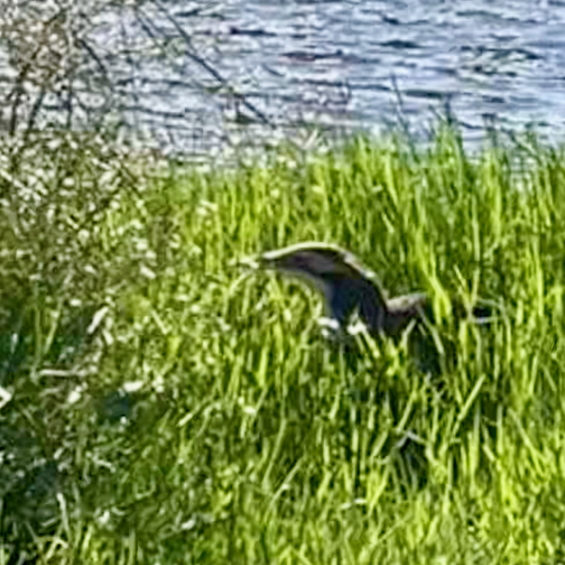 A slightly blurry bird in rushes by a lake. 