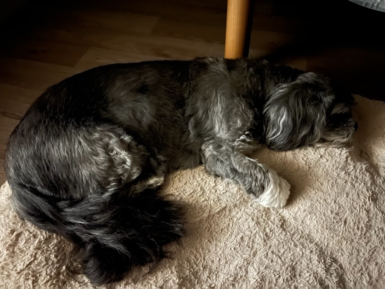 Small black dog asleep on a rug. 