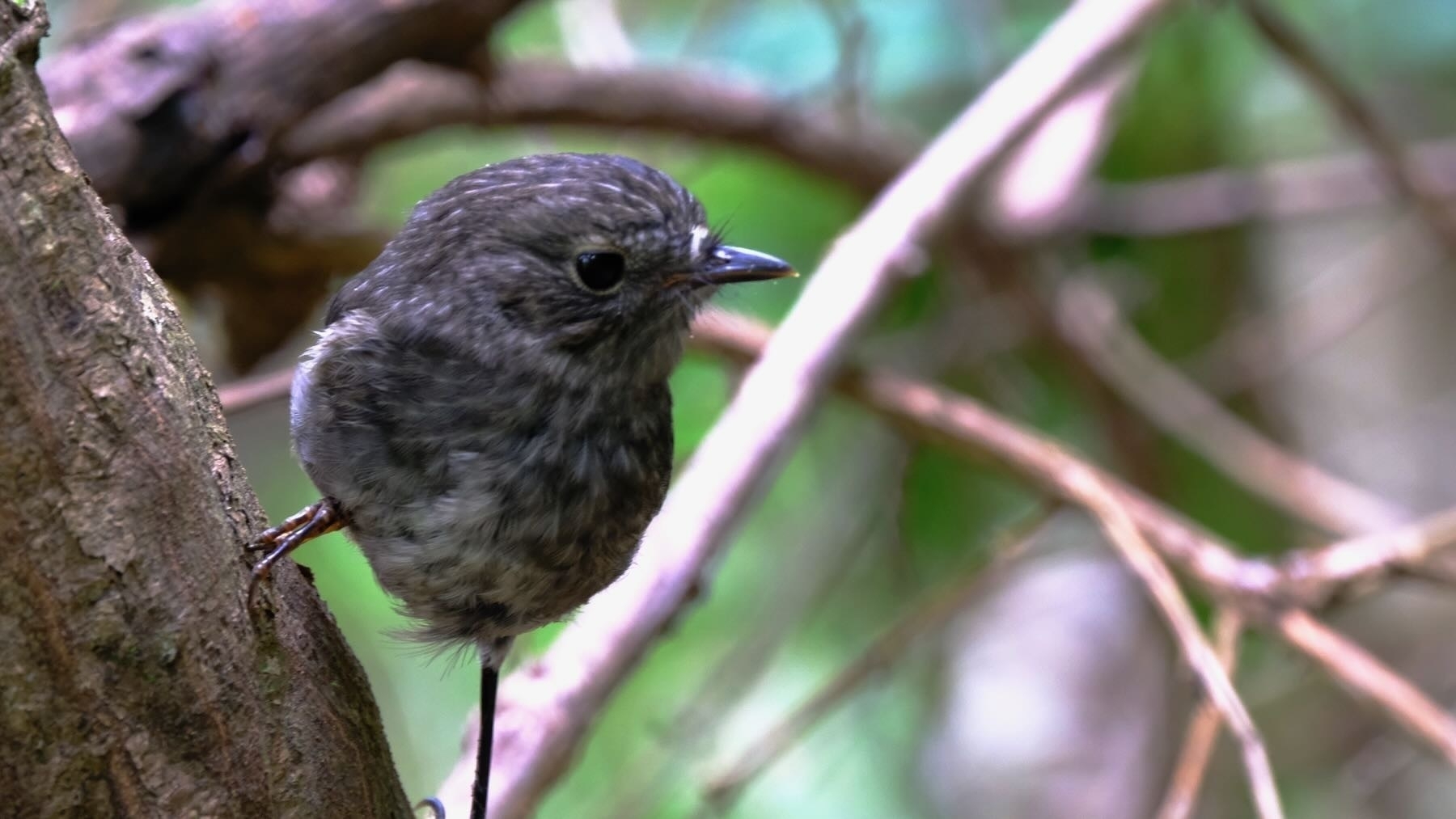 Small dark bird on a tree branch, looking at the camera. 