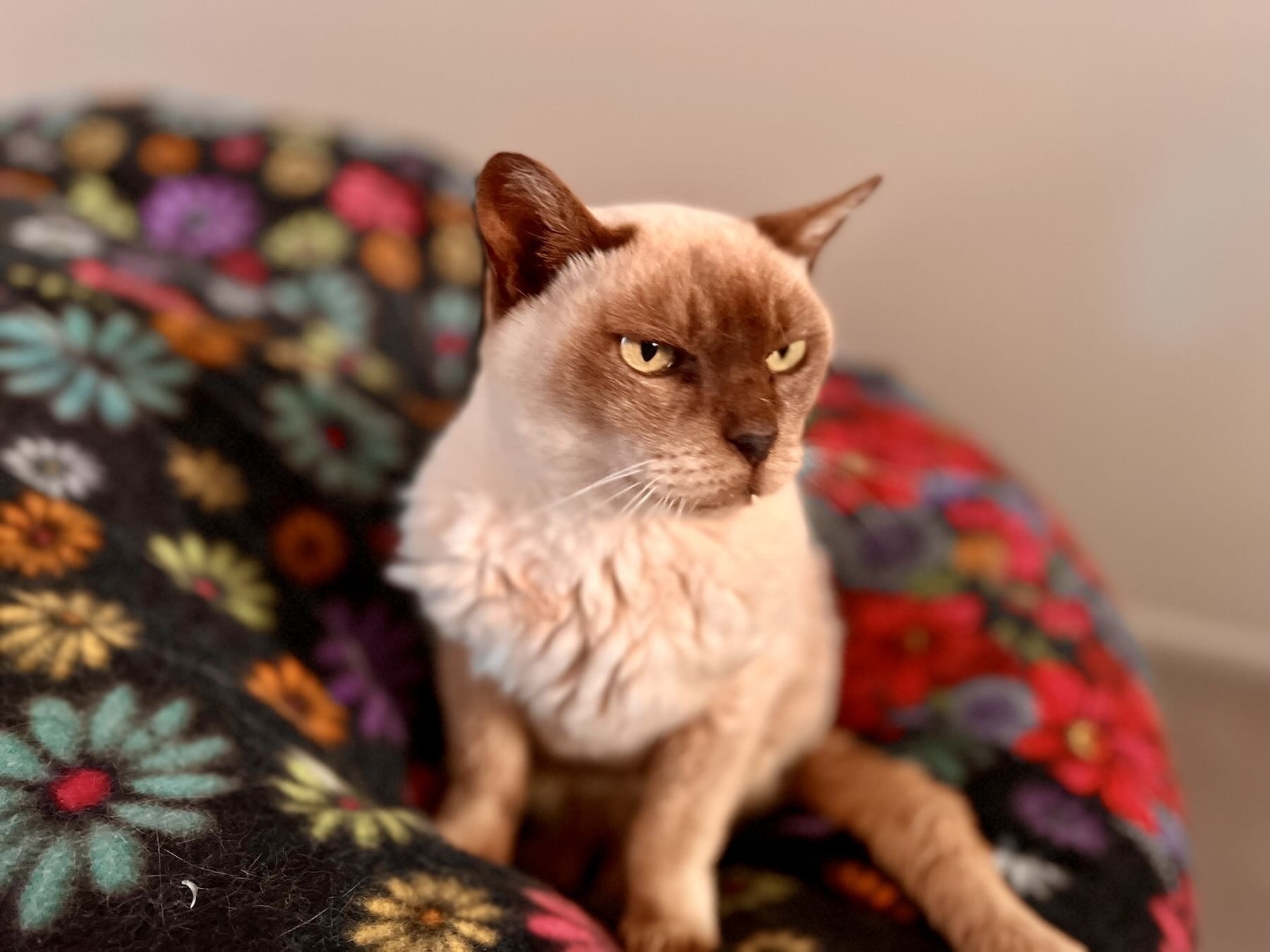 Leo, an elderly Burmese cat on a colourful bean chair.  
